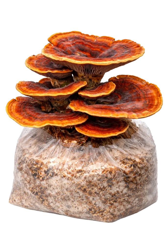 cultivo-ganoderma-1 copia