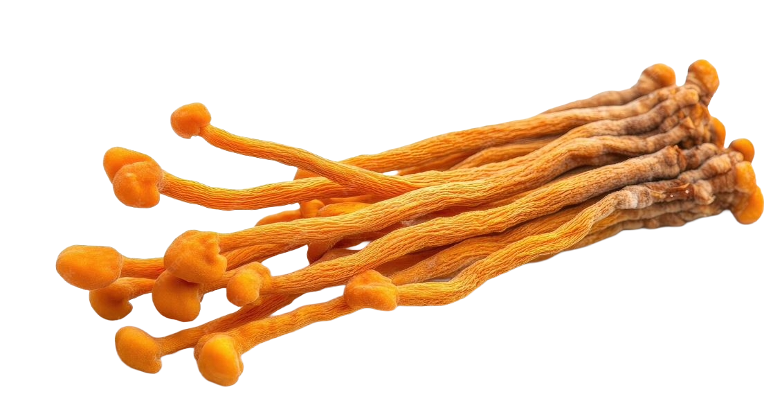 Cordyceps