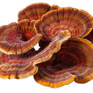 Cola de Pavo (Trametes versicolor) – Cápsulas 100% Puro Extracto