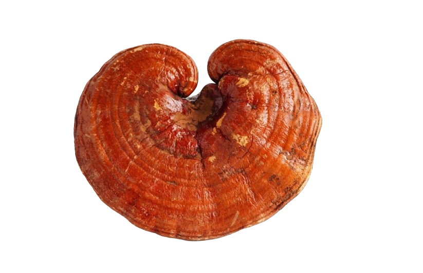 Reishi